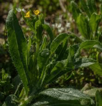 amsinckia bloem2