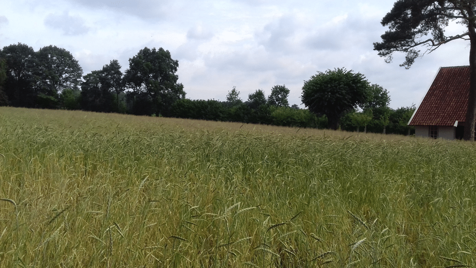 spelt-landgoed-brunninckhuis